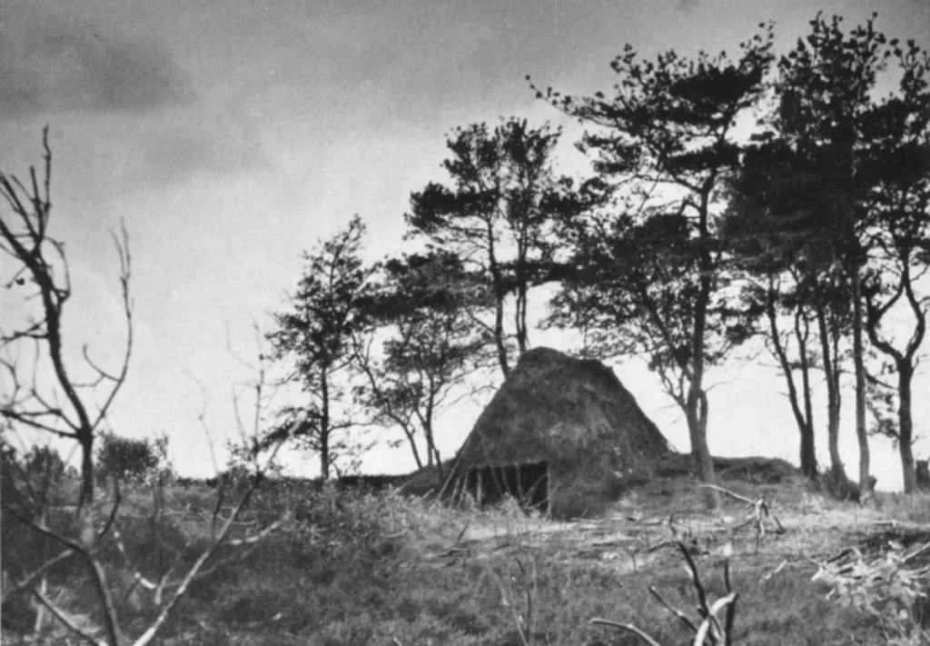 Historisches Schwarzweißfoto einer strohgedeckten Moorhütte zwischen schlanken Kiefern in karger Heidelandschaft.