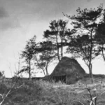 Historisches Schwarzweißfoto einer strohgedeckten Moorhütte zwischen schlanken Kiefern in karger Heidelandschaft.