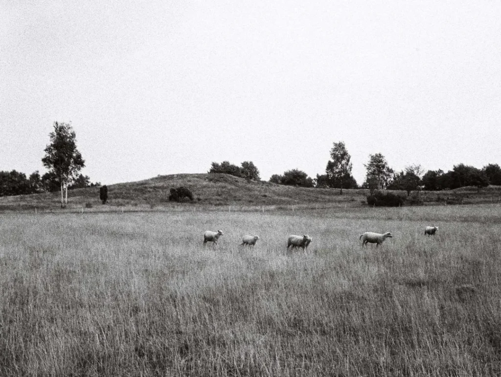 Schwarzweißfoto: Sechs Schafe weiden auf einer weiten Graslandschaft im Emsland, im Hintergrund Hügel und Bäume.
