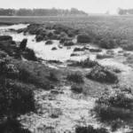 Historische Schwarzweißaufnahme einer offenen Heidelandschaft mit Sandflächen und niedrigen Sträuchern, im Hintergrund ein Waldstreifen.