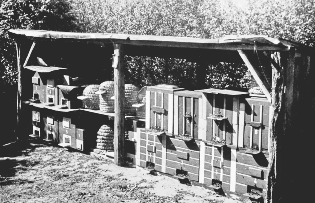 Schwarzweißfoto eines überdachten Bienenstands mit Holzbeuten und traditionellen Strohkörben in einem Garten.