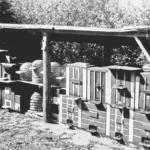 Schwarzweißfoto eines überdachten Bienenstands mit Holzbeuten und traditionellen Strohkörben in einem Garten.