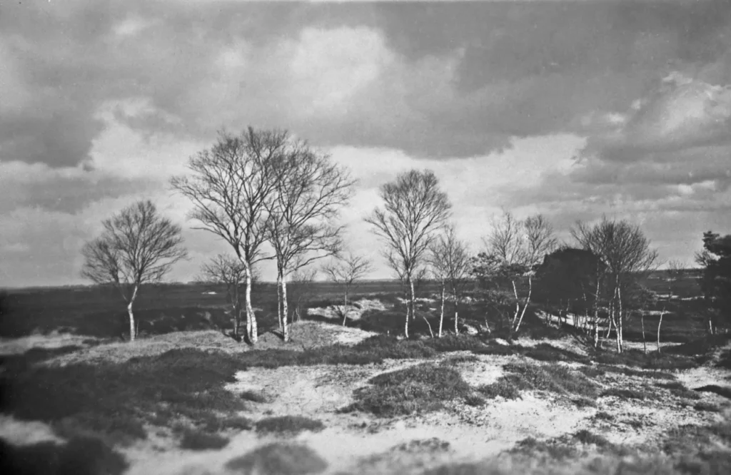 Schwarzweißfoto einer offenen Heidelandschaft mit kahlen Birken auf Sanddünen unter bewölktem Himmel.