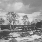 Schwarzweißfoto einer offenen Heidelandschaft mit kahlen Birken auf Sanddünen unter bewölktem Himmel.