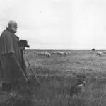 Ein bärtiger alter Schäfer mit Cape und Stab beobachtet seine große Schafherde auf einer weiten Graslandschaft.