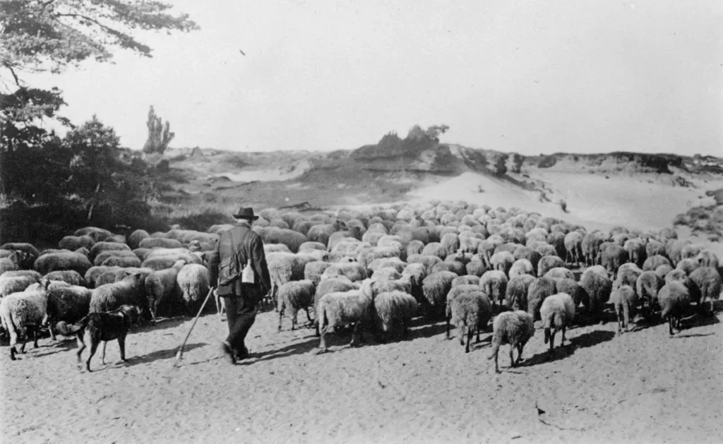 Ein Schäfer mit Hirtenstab und Hund treibt eine große Schafherde durch eine sandige Heidelandschaft.