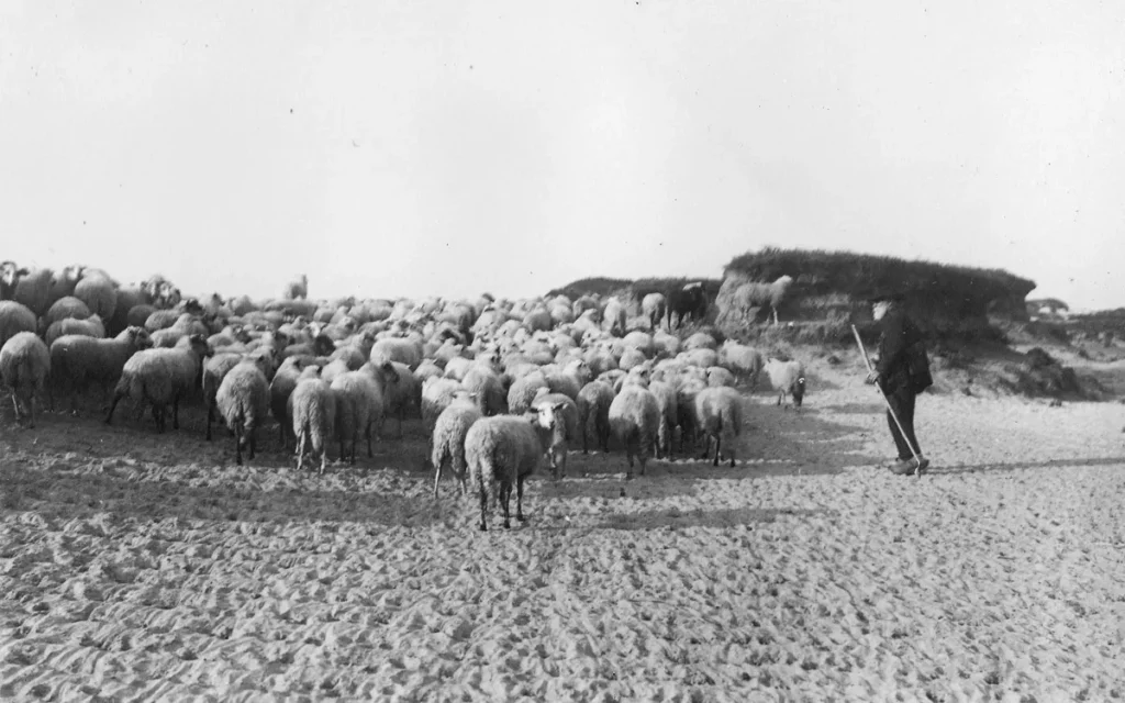 Ein Schäfer mit Stab treibt eine große Schafherde über sandiges Heideland im Emsland, historische Aufnahme.