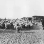 Ein Schäfer mit Stab treibt eine große Schafherde über sandiges Heideland im Emsland, historische Aufnahme.