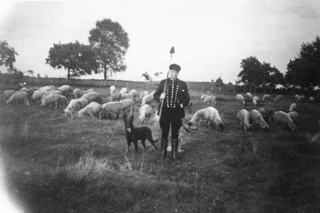 Ein Schäfer in Uniform hält einen Stab, umgeben von einer großen Schafherde und zwei Hunden auf einer Weide.