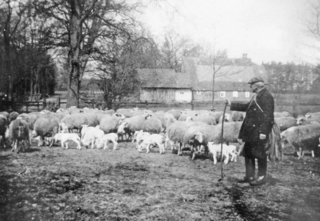 Ein Schäfer mit Gehstock steht neben einer großen Schafherde mit Lämmern vor einem Bauernhof.