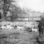 Ein Schäfer mit Gehstock steht neben einer großen Schafherde mit Lämmern vor einem Bauernhof.