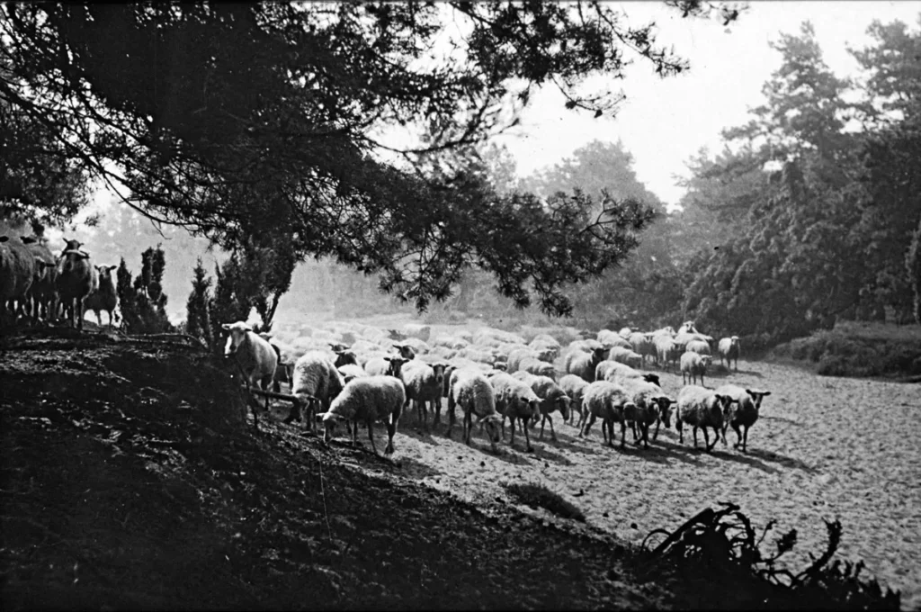 Eine große Schafherde zieht durch eine offene Heidelandschaft, umrahmt von Kiefern, auf einem historischen Schwarzweißfoto.