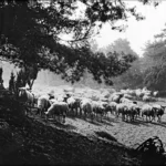 Eine große Schafherde zieht durch eine offene Heidelandschaft, umrahmt von Kiefern, auf einem historischen Schwarzweißfoto.