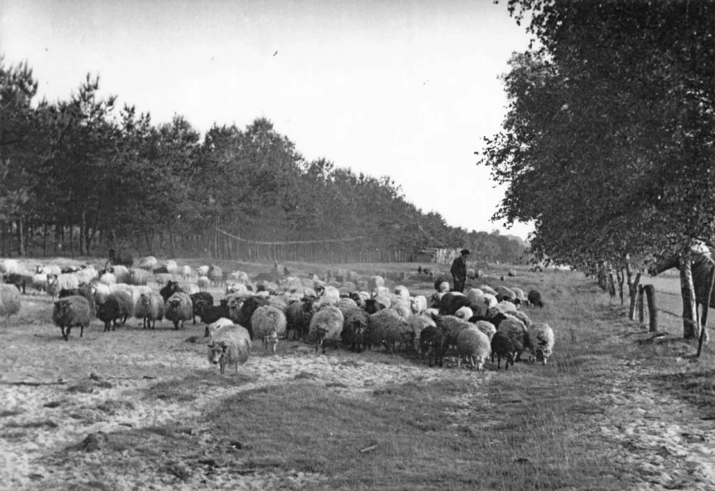 Ein Schäfer hütet eine große Schafherde auf einer offenen Heidelandschaft, umgeben von Bäumen, historische Schwarzweißaufnahme.