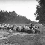 Ein Schäfer hütet eine große Schafherde auf einer offenen Heidelandschaft, umgeben von Bäumen, historische Schwarzweißaufnahme.