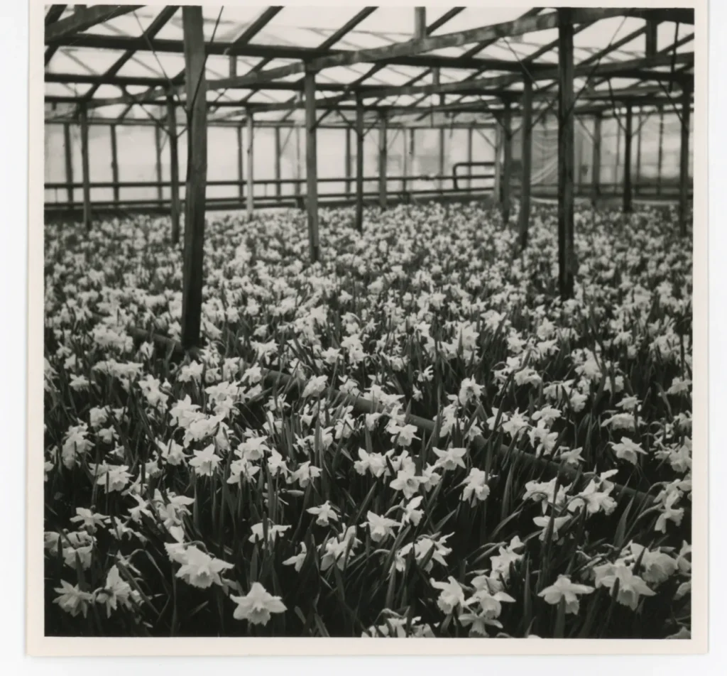 8) EHB Papenburg Gärtnerei 2   E7580 1