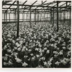 8) EHB Papenburg Gärtnerei 2   E7580 1