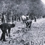 Mehrere Arbeiter graben händisch im Moorgelände, umgeben von Baumreihen, beim Straßenbau im Emsland.
