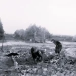 Zwei Arbeiter verlegen Pflastersteine auf einer Baustelle im Emsland, im Hintergrund ein Bauwagen und Bäume.