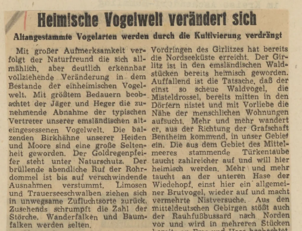 Zeitungsausschnitt berichtet über das Verschwinden heimischer Vogelarten durch Kultivierung der Emslandlandschaft.