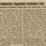 Zeitungsausschnitt berichtet über das Verschwinden heimischer Vogelarten durch Kultivierung der Emslandlandschaft.