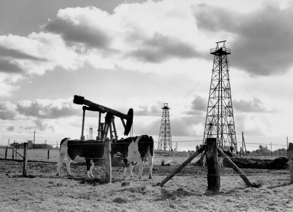 Zwei Kühe stehen neben einem Pumpjack und Bohrtürmen auf einer Moorlandschaft im Emsland, 1950er Jahre.