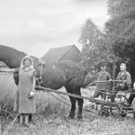 Vier Personen arbeiten mit einem Pferdegespann und einer Mähmaschine bei der Getreideernte auf einem Feld.