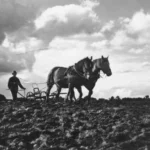 Pflügen mit Pferdekraft in Salzbergen, um 1940   E756