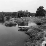 Historische Schwarzweißaufnahme eines trägen Tieflandflusses mit gewundenen Ufern und weidenden Kühen im Emsland.