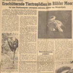 Ein mit Öl bedeckter, sterbender Vogel liegt hilflos im Schlamm einer Erdöl-Schlammgrube im Rühler Moor.