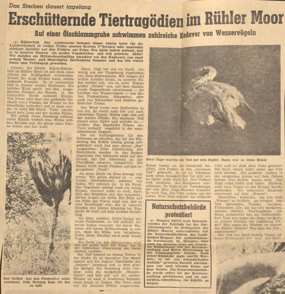 Ein mit Öl bedeckter, sterbender Vogel liegt hilflos im Schlamm einer Erdöl-Schlammgrube im Rühler Moor.